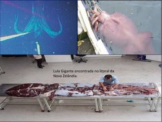 Lula Gigante encontrada no litoral da
Nova Zelândia.
 