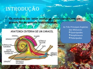 Introdução
• Os moluscos (do latim molluscus, mole) constituem um
grande filo de animais invertebrados.
As Três Principais Espécies
dos Moluscos:
Gastrópodes
Amphineura
Pelecípodes
 