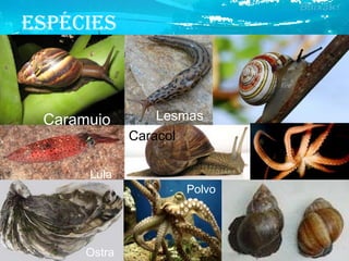 EspécIEs
Caramujo
Lula
Ostra
Caracol
Lesmas
Polvo
 
