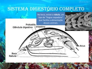 sIstEMa dIgEstórIo coMplEto
Na boca, existe a rádula, um
tipo de "língua raspadora"
que facilita a alimentação
desses animais.
 