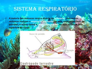 SiStema reSpiratório
• A maioria dos moluscos respira através de brânquias; mas outros
moluscos realizam a respiração pulmonar, ou seja, respiram através de
pulmões; e outros fazem a respiração cutânea, ou seja, respiram pela
superfície do corpo.
 