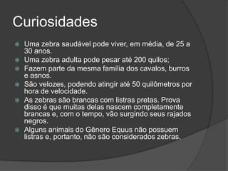 Curiosidades
 Uma zebra saudável pode viver, em média, de 25 a
30 anos.
 Uma zebra adulta pode pesar até 200 quilos;
 Fazem parte da mesma família dos cavalos, burros
e asnos.
 São velozes, podendo atingir até 50 quilômetros por
hora de velocidade.
 As zebras são brancas com listras pretas. Prova
disso é que muitas delas nascem completamente
brancas e, com o tempo, vão surgindo seus rajados
negros.
 Alguns animais do Gênero Equus não possuem
listras e, portanto, não são considerados zebras.
 