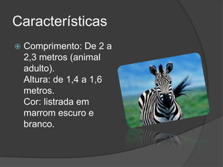 Características
 Comprimento: De 2 a
2,3 metros (animal
adulto).
Altura: de 1,4 a 1,6
metros.
Cor: listrada em
marrom escuro e
branco.
 