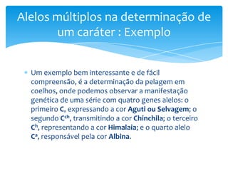 Alelos múltiplos na determinação de
       um caráter : Exemplo


  Um exemplo bem interessante e de fácil
  compreensão, é a determinação da pelagem em
  coelhos, onde podemos observar a manifestação
  genética de uma série com quatro genes alelos: o
  primeiro C, expressando a cor Aguti ou Selvagem; o
  segundo Cch, transmitindo a cor Chinchila; o terceiro
  Ch, representando a cor Himalaia; e o quarto alelo
  Ca, responsável pela cor Albina.
 