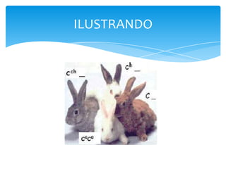 ILUSTRANDO
 