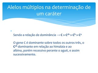 Alelos múltiplos na determinação de
             um caráter


  Sendo a relação de dominância → C > Cch > Ch > Ca

  O gene C é dominante sobre todos os outros três, o
  Cch dominante em relação ao himalaia e ao
  albino, porém recessivo perante o aguti, e assim
  sucessivamente.
 