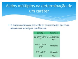 Alelos múltiplos na determinação de
             um caráter


  O quadro abaixo representa as combinações entre os
  alelos e os fenótipos resultantes.
                         Genótipo        Fenótipo

                     CC, C Cch, C Ch e C Selvagem ou
                             Ca              aguti

                       CchCch, CchCh e
                                         Chinchila
                           CchCa

                        ChCh e Ch Ca     Himalaia
                            CaCa           Albin
 
