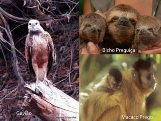 Bicho Preguiça

Gavião

Macaco Prego

 