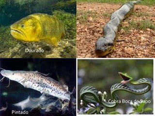 Dourado

Sucuri

Cobra Boca de Sapo
Pintado

 