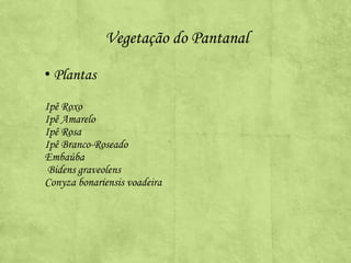 Vegetação do Pantanal
• Plantas
Ipê Roxo
Ipê Amarelo
Ipê Rosa
Ipê Branco-Roseado
Embaúba
Bidens graveolens
Conyza bonariensis voadeira

 
