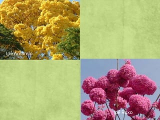 Ipê Amarelo

Ipê Roxo

 