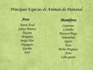 Principais Espécies de Animais do Pantanal
Aves
Arara-Azul
Garça-Branca
Tucano
Periquito
Beija-Flor
Papagaio
Gavião
Socó

Mamíferos
Capivara
Lobinho
Macaco-Prego
Tamanduá
Quati
Tatu
Bicho-Preguiça
Anta
Lobo-guará

 