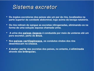 SSiisstteemmaa eexxccrreettoorr 
 Os órgãos excretores dos peixes são um par de rins, localizados na 
parte superior da cavidade abdominal, logo acima da bexiga natatória. 
 Os rins retiram do sangue as excretas nitrogenadas, eliminando-os na 
forma de uma solução aquosa chamada urina. 
 A urina dos peixes ósseos é conduzida por meio de ureteres até um 
poro excretor, perto do ânus. 
 Nos peixes cartilaginosos, os condutos vindos dos rins 
desembocam na cloaca. 
 A maior parte das excretas dos peixes, no entanto, é eliminada 
através das brânquias. 
 