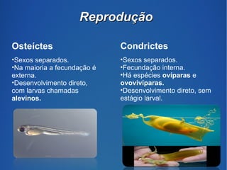 RReepprroodduuççããoo 
Osteíctes 
•Sexos separados. 
•Na maioria a fecundação é 
externa. 
•Desenvolvimento direto, 
com larvas chamadas 
alevinos. 
Condrictes 
•Sexos separados. 
•Fecundação interna. 
•Há espécies ovíparas e 
ovovivíparas. 
•Desenvolvimento direto, sem 
estágio larval. 
 