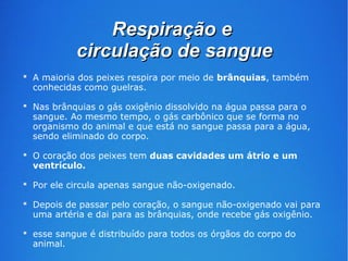 RReessppiirraaççããoo ee 
cciirrccuullaaççããoo ddee ssaanngguuee 
 A maioria dos peixes respira por meio de brânquias, também 
conhecidas como guelras. 
 Nas brânquias o gás oxigênio dissolvido na água passa para o 
sangue. Ao mesmo tempo, o gás carbônico que se forma no 
organismo do animal e que está no sangue passa para a água, 
sendo eliminado do corpo. 
 O coração dos peixes tem duas cavidades um átrio e um 
ventrículo. 
 Por ele circula apenas sangue não-oxigenado. 
 Depois de passar pelo coração, o sangue não-oxigenado vai para 
uma artéria e dai para as brânquias, onde recebe gás oxigênio. 
 esse sangue é distribuído para todos os órgãos do corpo do 
animal. 
 