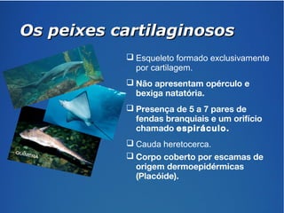 OOss ppeeiixxeess ccaarrttiillaaggiinnoossooss 
 Esqueleto formado exclusivamente 
por cartilagem. 
 Não apresentam opérculo e 
bexiga natatória. 
 Presença de 5 a 7 pares de 
fendas branquiais e um orifício 
chamado espiráculo. 
 Cauda heretocerca. 
 Corpo coberto por escamas de 
origem dermoepidérmicas 
(Placóide). 
 