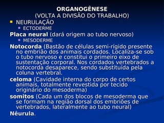 ORGANOGÊNESE
ORGANOGÊNESE
(VOLTA A DIVISÃO DO TRABALHO)
(VOLTA A DIVISÃO DO TRABALHO)
 NEURULAÇÃO
NEURULAÇÃO
 ECTODERME
ECTODERME
Placa neural
Placa neural (dará origem ao tubo nervoso)
(dará origem ao tubo nervoso)
 MESODERME
MESODERME
Notocorda
Notocorda (Bastão de células semi-rígido presente
(Bastão de células semi-rígido presente
no embrião dos animais cordados. Localiza-se sob
no embrião dos animais cordados. Localiza-se sob
o tubo nervoso e constitui o primeiro eixo de
o tubo nervoso e constitui o primeiro eixo de
sustentação corporal. Nos cordados vertebrados a
sustentação corporal. Nos cordados vertebrados a
notocorda desaparece, sendo substituída pela
notocorda desaparece, sendo substituída pela
coluna vertebral.
coluna vertebral.
celoma
celoma (Cavidade interna do corpo de certos
(Cavidade interna do corpo de certos
animais, totalmente revestida por tecido
animais, totalmente revestida por tecido
originário do mesoderma)
originário do mesoderma)
somitos
somitos (Cada um dos blocos de mesoderma que
(Cada um dos blocos de mesoderma que
se formam na região dorsal dos embriões de
se formam na região dorsal dos embriões de
vertebrados, lateralmente ao tubo neural)
vertebrados, lateralmente ao tubo neural)
Nêurula
Nêurula.
.
 