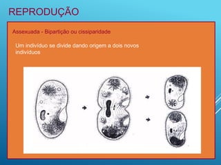 Assexuada - Bipartição ou cissiparidade
Um indivíduo se divide dando origem a dois novos
indivíduos
REPRODUÇÃO
 