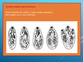 Divisão múltipla (esporozoários)
Várias divisões do núcleo, e cada núcleo resultante,
dará origem a um novo indivíduo
 