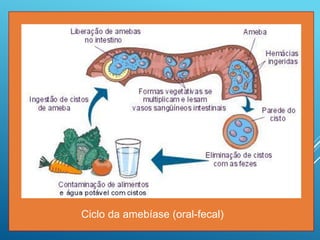 Ciclo da amebíase (oral-fecal)
 