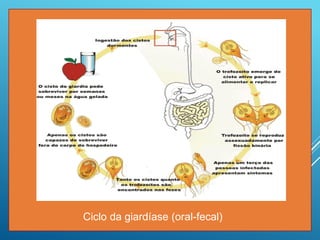 Ciclo da giardíase (oral-fecal)
 