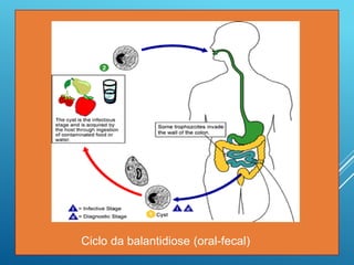 Ciclo da balantidiose (oral-fecal)
 