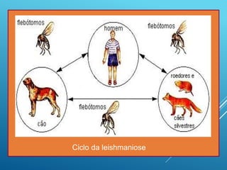 Ciclo da leishmaniose
 