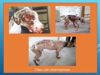 Cães com leishmaniose
 