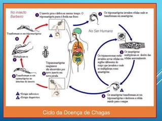 Ciclo da Doença de Chagas
 
