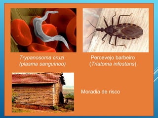 Trypanosoma cruzi
(plasma sanguíneo)
Percevejo barbeiro
(Triatoma infestans)
Moradia de risco
 
