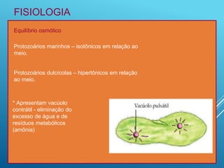 FISIOLOGIA
Equilíbrio osmótico
Protozoários marinhos – isotônicos em relação ao
meio.
Protozoários dulcícolas – hipertônicos em relação
ao meio.
* Apresentam vacúolo
contrátil - eliminação do
excesso de água e de
resíduos metabólicos
(amônia)
 