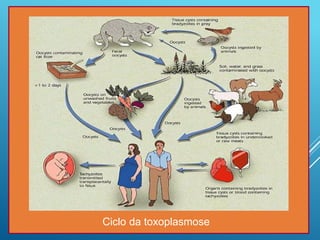 Ciclo da toxoplasmose
 