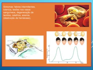 Sintomas: febres intermitentes,
icterícia, lesões nos vasos
sanguíneos, degeneração de
tecidos, calafrios, anemia
(destruição de hemáceas),
 