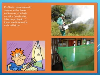 Profilaxia: tratamento do
doente, evitar áreas
endêmicas, combate
ao vetor (inseticidas,
telas de proteção...),
tomar medicamentos
anti-maláricos
 