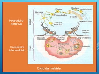 Ciclo da malária
Hospedeiro
definitivo
Hospedeiro
intermediário
 