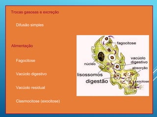 Trocas gasosas e excreção
Difusão simples
Alimentação
Fagocitose
Vacúolo digestivo
Vacúolo residual
Clasmocitose (exocitose)
 