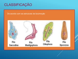 CLASSIFICAÇÃO
De acordo com as estruturas de locomoção
 
