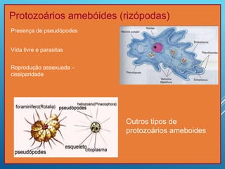 Protozoários amebóides (rizópodas)
Vida livre e parasitas
Reprodução assexuada –
cissiparidade
Outros tipos de
protozoários ameboides
Presença de pseudópodes
 