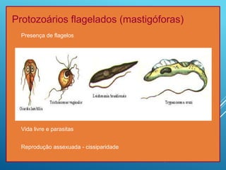Protozoários flagelados (mastigóforas)
Vida livre e parasitas
Reprodução assexuada - cissiparidade
Presença de flagelos
 