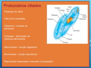 Protozoários ciliados
Presença de cílios
Vida livre e parasitas
Citóstoma - entrada de
alimentos
Citopígeo - eliminação de
resíduos alimentares
Macronúcleo - função vegetativa
Micronúcleo - função reprodutiva
Reprodução assexuada e sexuada (conjugação)
 