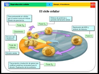 Biologia reproduccion celular