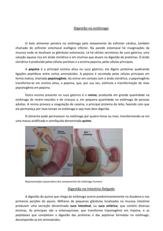 Digestão no estômago
O bolo alimentar penetra no estômago pelo relaxamento do esfíncter cárdico, também
chamado de esfíncter estomacal esofágico inferior. Na parede estomacal há invaginações da
mucosa onde se localizam as glândulas estomacais. Lá há células secretoras de suco gástrico, uma
solução aquosa rica em ácido clorídrico e em enzimas que atuam na digestão de proteínas. O ácido
clorídrico é produzido pelas células parietais e a enzima pepsina, pelas células principais.
A pepsina é a principal enzima ativa no suco gástrico; ela digere proteínas quebrando
ligações peptídicas entre certos aminoácidos. A pepsina é secretada pelas células principais em
forma inativa, chamada pepsinogênio. Ao entrar em contato com o ácido clorídrico, o pepsinogênio
transforma-se em enzima ativa, a pepsina, que, por sua vez, estimula a transformação de mais
pepsinogênio em pepsina.
Outra enzima presente no suco gástrico é a renina, produzida em grande quantidade no
estômago de recém-nascidos e de crianças e, em pequena quantidade no estômago de pessoas
adultas. A renina provoca a coagulação de caseína, a principal proteína do leite, fazendo com que
ela permaneça por mais tempo no estômago e seja mais bem digerida.
O alimento pode permanecer no estômago por quatro horas ou mais, transformando-se em
uma massa acidificada e semilíquida denominada quimo.
Representação esquemática dos componentes do estômago humano
Digestão no Intestino Delgado
A digestão do quimo que chega do estômago ocorre predominantemente no duodeno e nas
primeiras porções do jejuno. Milhares de pequenas glândulas localizadas na mucosa intestinal
produzem uma secreção denominada suco intestinal, ou suco entérico, que contém diversas
enzimas. As principais são a enteroquinase, que transforma tripsinogênio em tripsina, e as
peptidases que completam a digestão das proteínas e das peptonas formadas no estômago,
decompondo-as em aminoácidos.
 