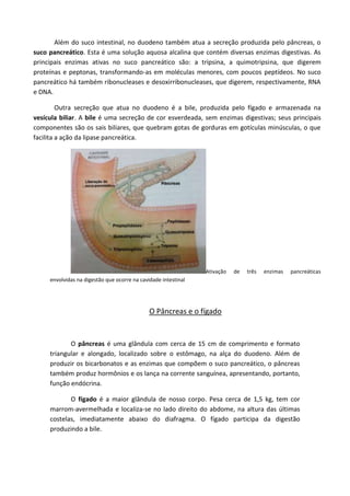 Além do suco intestinal, no duodeno também atua a secreção produzida pelo pâncreas, o
suco pancreático. Esta é uma solução aquosa alcalina que contém diversas enzimas digestivas. As
principais enzimas ativas no suco pancreático são: a tripsina, a quimotripsina, que digerem
proteínas e peptonas, transformando-as em moléculas menores, com poucos peptídeos. No suco
pancreático há também ribonucleases e desoxirribonucleases, que digerem, respectivamente, RNA
e DNA.
Outra secreção que atua no duodeno é a bile, produzida pelo fígado e armazenada na
vesícula biliar. A bile é uma secreção de cor esverdeada, sem enzimas digestivas; seus principais
componentes são os sais biliares, que quebram gotas de gorduras em gotículas minúsculas, o que
facilita a ação da lipase pancreática.
Ativação de três enzimas pancreáticas
envolvidas na digestão que ocorre na cavidade intestinal
O Pâncreas e o fígado
O pâncreas é uma glândula com cerca de 15 cm de comprimento e formato
triangular e alongado, localizado sobre o estômago, na alça do duodeno. Além de
produzir os bicarbonatos e as enzimas que compõem o suco pancreático, o pâncreas
também produz hormônios e os lança na corrente sanguínea, apresentando, portanto,
função endócrina.
O fígado é a maior glândula de nosso corpo. Pesa cerca de 1,5 kg, tem cor
marrom-avermelhada e localiza-se no lado direito do abdome, na altura das últimas
costelas, imediatamente abaixo do diafragma. O fígado participa da digestão
produzindo a bile.
 