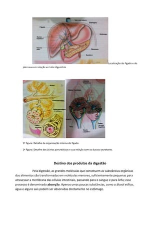 Localização do fígado e do
pâncreas em relação ao tubo digestório
1ª figura: Detalhe da organização interna do fígado.
2ª figura: Detalhe dos ácinos pancreáticos e sua relação com os ductos secretores.
Destino dos produtos da digestão
Pela digestão, as grandes moléculas que constituem as substâncias orgânicas
dos alimentos são transformadas em moléculas menores, suficientemente pequenas para
atravessar a membrana das células intestinais, passando para o sangue e para linfa; esse
processo é denominado absorção. Apenas umas poucas substâncias, como o álcool etílico,
água e alguns saís podem ser absorvidas diretamente no estômago.
 