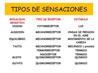 TIPOS DE SENSACIONES
MODALIDAD
SENSITIVA
TIPO DE RECEPTOR ESTIMULO
VISION FOTORRECEPTOR LUZ
AUDICION MECANORRECEPTOR ONDAS DE PRESION
EN EL AIRE
EQUILIBRIO MECANORRECEPTOR MOVIMIENTO DE LA
CABEZA
TACTO MECANORRECEPTOR
TERMORRECEPTOR
NOCICEPTOR
MECÁNICO ( presión)
TERMICO
TERMICO
GUSTO QUIMIORRECEPTOR QUIMICO
OLFATO QUIMIORRECEPTOR QUIMICO
 