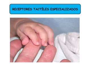 RECEPTORES TACTÍLES ESPECIALIZADOS
 