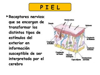Receptores nerviososReceptores nerviosos
que se encargan deque se encargan de
transformar lostransformar los
distintos tipos dedistintos tipos de
estímulos delestímulos del
exterior enexterior en
informacióninformación
susceptible de sersusceptible de ser
interpretada por elinterpretada por el
cerebrocerebro
P I E L
 