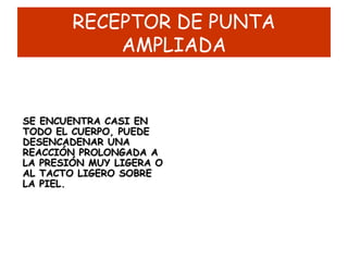 RECEPTOR DE PUNTA
AMPLIADA
SE ENCUENTRA CASI ENSE ENCUENTRA CASI EN
TODO EL CUERPO, PUEDETODO EL CUERPO, PUEDE
DESENCADENAR UNADESENCADENAR UNA
REACCIÓN PROLONGADA AREACCIÓN PROLONGADA A
LA PRESIÓN MUY LIGERA OLA PRESIÓN MUY LIGERA O
AL TACTO LIGERO SOBREAL TACTO LIGERO SOBRE
LA PIEL.LA PIEL.
 