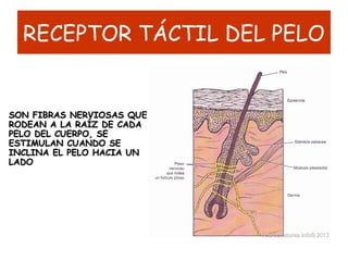 RECEPTOR TÁCTIL DEL PELO
SON FIBRAS NERVIOSAS QUESON FIBRAS NERVIOSAS QUE
RODEAN A LA RAÍZ DE CADARODEAN A LA RAÍZ DE CADA
PELO DEL CUERPO, SEPELO DEL CUERPO, SE
ESTIMULAN CUANDO SEESTIMULAN CUANDO SE
INCLINA EL PELO HACIA UNINCLINA EL PELO HACIA UN
LADOLADO
 