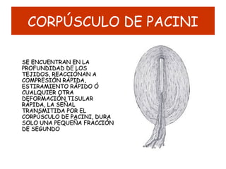 CORPÚSCULO DE PACINI
SE ENCUENTRAN EN LASE ENCUENTRAN EN LA
PROFUNDIDAD DE LOSPROFUNDIDAD DE LOS
TEJIDOS, REACCIÓNAN ATEJIDOS, REACCIÓNAN A
COMPRESIÓN RÁPIDA,COMPRESIÓN RÁPIDA,
ESTIRAMIENTO RÁPIDO ÓESTIRAMIENTO RÁPIDO Ó
CUALQUIER OTRACUALQUIER OTRA
DEFORMACIÓN TISULARDEFORMACIÓN TISULAR
RÁPIDA, LA SEÑALRÁPIDA, LA SEÑAL
TRANSMITIDA POR ELTRANSMITIDA POR EL
CORPÚSCULO DE PACINI, DURACORPÚSCULO DE PACINI, DURA
SOLO UNA PEQUEÑA FRACCIÓNSOLO UNA PEQUEÑA FRACCIÓN
DE SEGUNDODE SEGUNDO
 